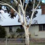 Stuart Town Public School - 1898.